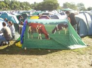Reading2006_SetC-TavisR-f_How-many-people_walked-into-your-tent.jpg